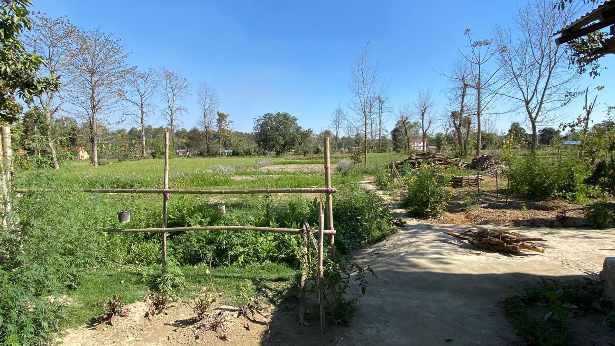 Nanu'S Bardiya Homestay Exterior photo